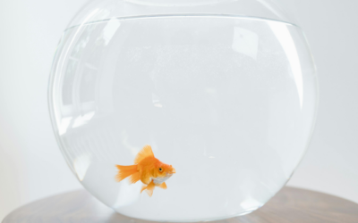 ONde colocar os aquários de acordo com o Feng Shui